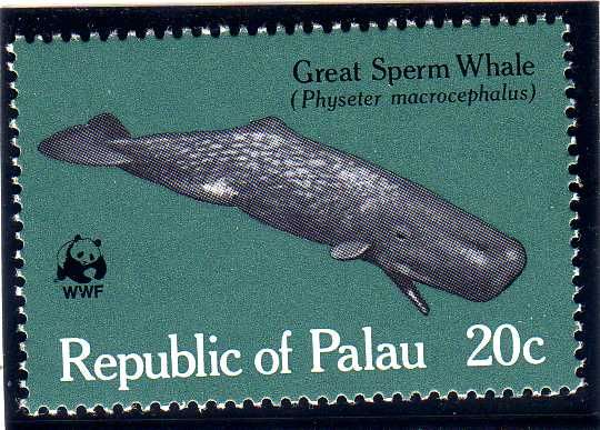 Great Sperm Whale (Physeter macrocephalus)