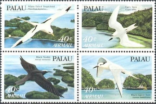 Fairy Tern (Gygis alba)