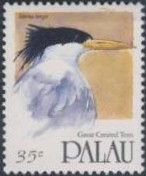 Greater Crested Tern (Sterna bergii)