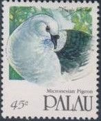 Micronesian Imperial-pigeon (Ducula oceanica)