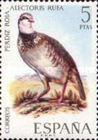 Red-legged Partridge (Alectoris rufa)