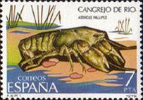White-clawed Crayfish (Astacus pallipes)