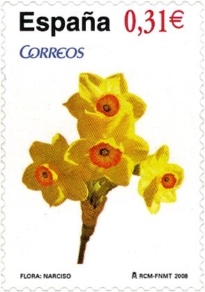 Wild Daffodil (Narcissus pseudonarcissus)