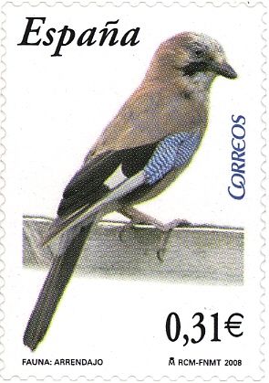 Eurasian Jay (Garrulus glandarius)