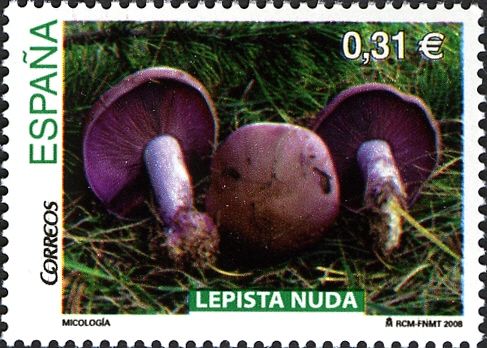 Wood Blewit Mushroom