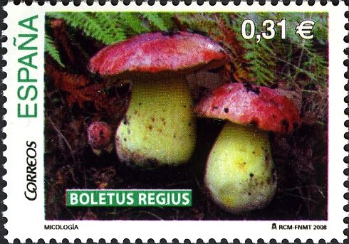 Royal Bolete Mushroom