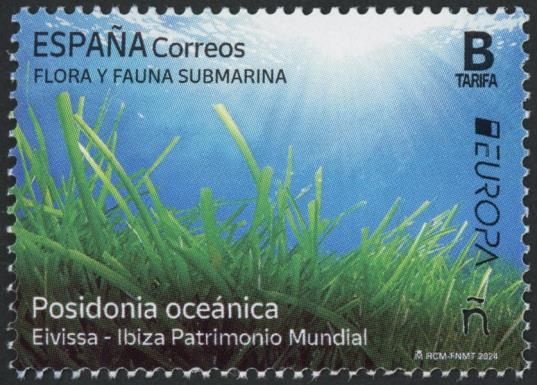 Neptune Grass (Posidonia oceanica)