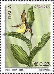 Lady's Slipper (Cypripedium calceolus)
