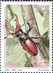 Stag Beetle (Lucanus cervus)