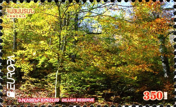 Dilijan Forest - Younger Trees