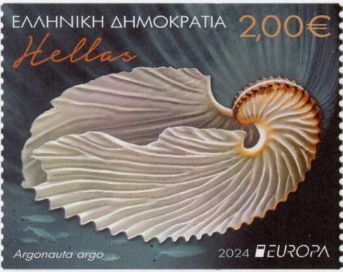 Argonauta argo Egg Shell