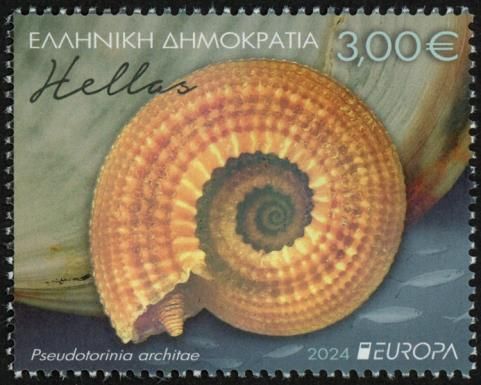 Pseudotorinia architae