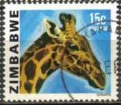 Giraffe (Giraffa camelopardalis)
