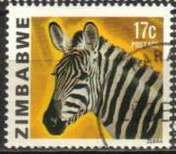 Plains Zebra (Equus quagga)