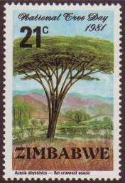 Acacia (Acacia abyssinica)