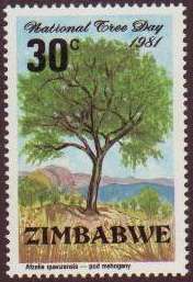 Mahogany (Afzelia quanzensis)