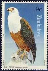 African Fish-eagle (Haliaeetus vocifer)