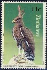 Long-crested Eagle (Lophaetus occipitalis)