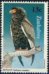 Bateleur (Terathopius ecaudatus)
