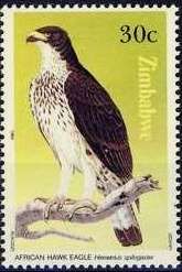 African Hawk-eagle (Aquila spilogaster)