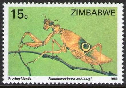 Spiny Flower Mantis (Pseudocreobotra wahlbergi)
