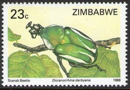 Derby's Flower Beetle (Dicronorrhina derbyana)
