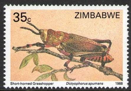 Koppie Foam Grasshopper (Dictgophorus spumans)