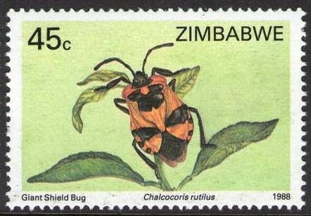 Giant Shield Bug (Chalcocoris rutilus)
