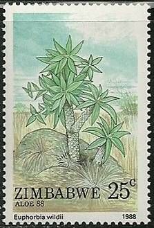 Euphorbia wildii