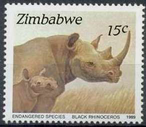 Black Rhinoceros (Diceros bicornis)