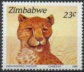 Cheetah (Acinonyx jubatus)