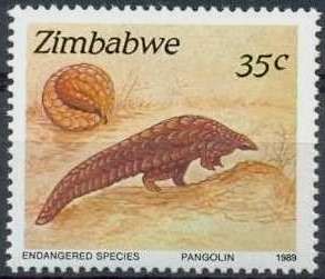 Pangolin (Manis sp.)