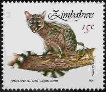 Small-spotted Genet (Genetta genetta)