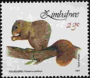 Red Squirrel (Paraxerus palliatus)