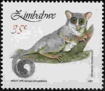 Night-ape (Galago senegalensis)