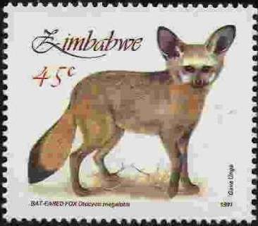 Bat-eared Fox (Otocyon megalotis)