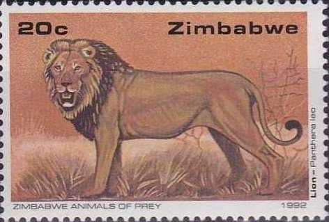 Lion (Panthera leo)