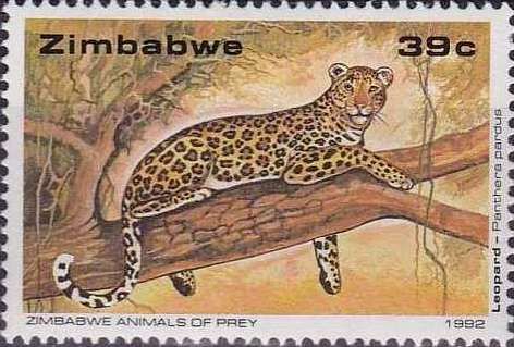 Leopard (Panthera pardus)