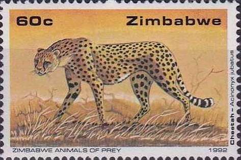 Cheetah (Acinonyx jubatus)