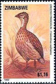 Crested Francolin (Francolinus sephaena)