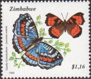 Gaudy Commodore (Junonia octavia)