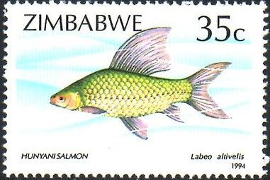 Rednose Labeo (Labeo altivelis)