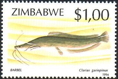 African catfish (Clarias gariepinus)