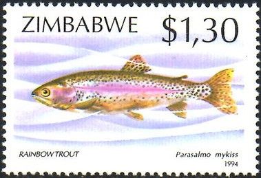 Rainbow Trout (Parasalmo mykiss)