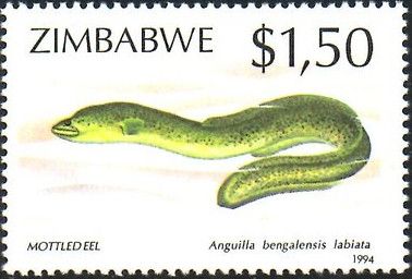 Indian Mottled Eel (Anguilla bengalensis)