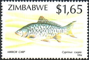Mirror Carp (Cyprinus carpio)