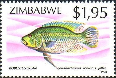 Yellow-belly Bream (Serranochromis robustus)