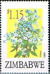 Phlox