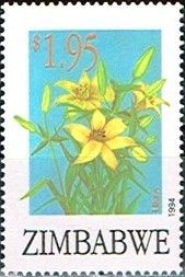 Lilium sp