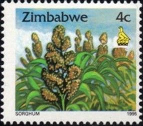 Sorghum